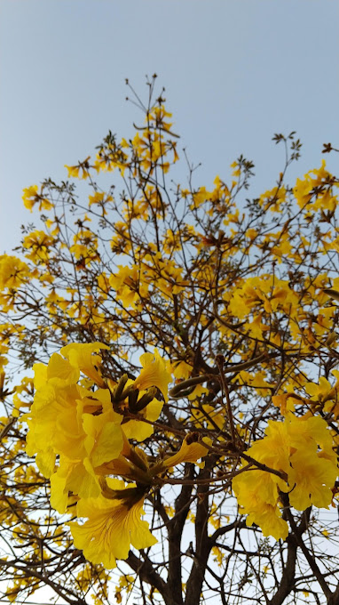 Foto cidade de Dracena - SP