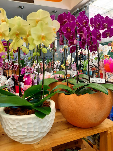 Foto 4 Oba Hortifruti - Campolim